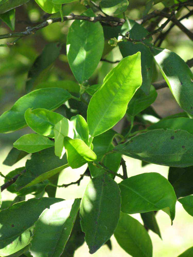              Shade leaves (Winter Haven, FL)       